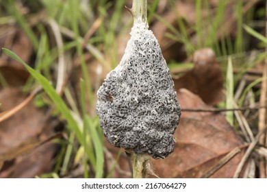 Mucilago Crustacea Dog Sick Slime Mold Or Fungus Myxomycete Looking Like White And Gray Scales On Natural Forest Background Flash Lighting