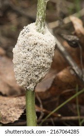 Mucilago Crustacea Dog Sick Slime Mold Or Fungus Myxomycete Looking Like White And Gray Scales On Natural Forest Background Flash Lighting