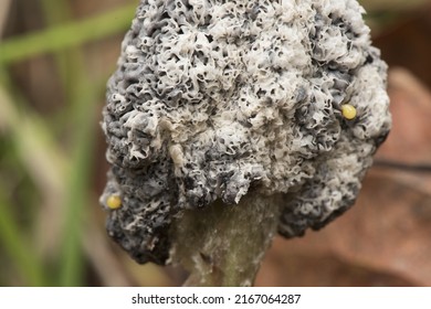 Mucilago Crustacea Dog Sick Slime Mold Or Fungus Myxomycete Looking Like White And Gray Scales On Natural Forest Background Flash Lighting