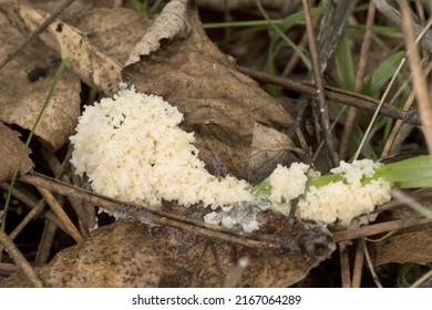 Mucilago Crustacea Dog Sick Slime Mold Or Fungus Myxomycete Looking Like White And Gray Scales On Natural Forest Background Flash Lighting