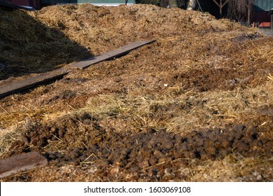 Muck Heap With Horse Manure