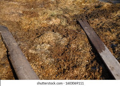 Muck Heap With Horse Manure