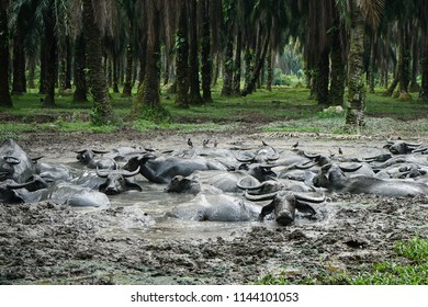 Mucked buffaloes,they dip their body in the mud pool in the palm plantation