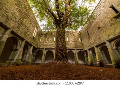 Muckross Abbey Tree