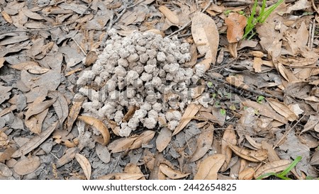 The mud ball chimney made by a crawfish or crawdad or crayfish in the leaves of a wetland forest