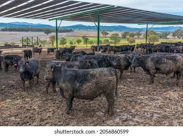 Mud cover cattle at a feed lot with green pastures in the background.