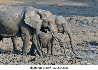 Mud Covered African Elephants (Loxodonta Africana), Elephant Family, Baby Elephant, Kanga Waterhole, Mana Pools National Park, Mashonaland West Province, Zimbabwe