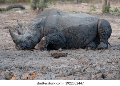 A Mud Covered Black Rhino Seen On A Safari In South Africa