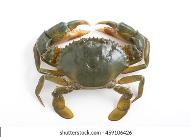 Mud Crab