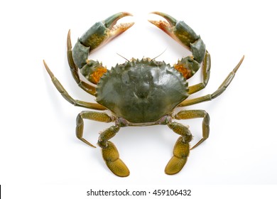 Mud Crab