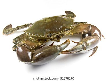 Mud Crab Alive