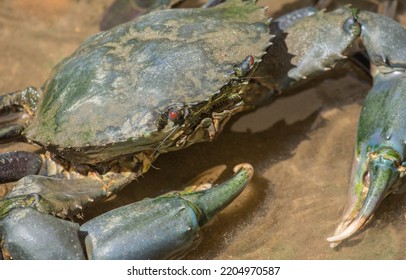 Mud Crab Crawling Out Of The Water