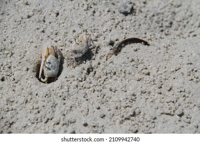 Mud Crab Or Scylla Serrata