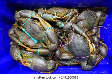 1,240 Mud crab australia Images, Stock Photos & Vectors | Shutterstock