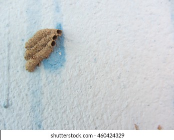  Mud Dauber Nest On Wall