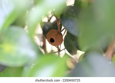 Mud Dauber Nest In A Tree 