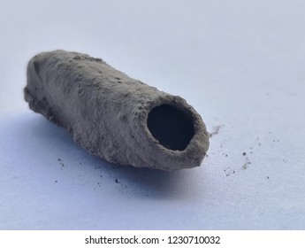 Mud Dauber Or Mud Wasp Nest On  White Background.