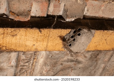 Mud dauber wasp nest on wooden ceiling beam in an old attic, representing pest control concerns and home maintenance issues - Powered by Shutterstock