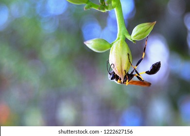 Mud Dauber Wasp On A Flower