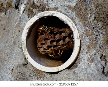 Mud Dauber Wasps Crawl Across The Hive They've Built Inside A PVC Drainage Pipe Inserted Inside Of A Decorative Stone Wall.