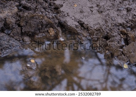 Similar – Image, Stock Photo Trees reflected in mud puddle