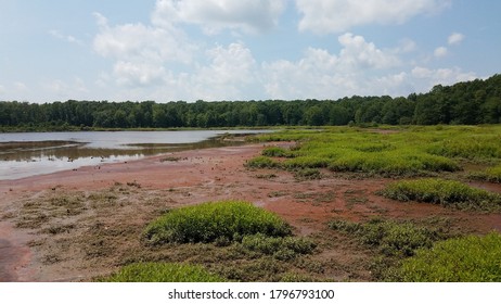 Mud And Red Algae Bloom In Water In Wetland