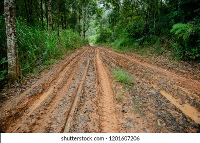 Mud Road With Green Forest