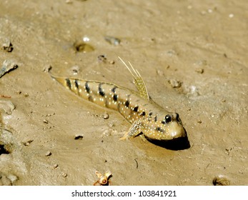 Mud Skipper.