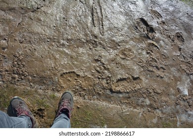 Mud In Spring Thaw. Walking In Muddy Trail.