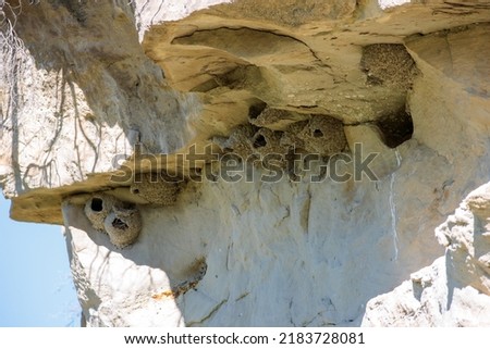Mud swallow nests sit under a natural rock at Theodore Roosevelt National Park in North Dakota