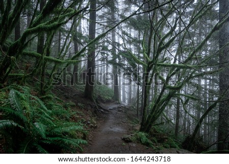 Mud trail going through a eerie, spooky forest with low clouds and mist. Lots of trees, moss and humidity. Shot on the Rattlesnake Trail in Seattle, Washington.