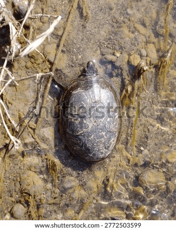 A mud turtle in a stream in Texas.