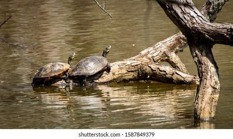 Caspian Turtle Stock Photo 266524931 | Shutterstock