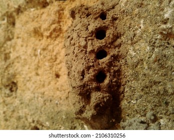 Mud wasp nest on the wall
