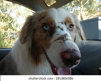 Muddy Australian Shepherd In The Car