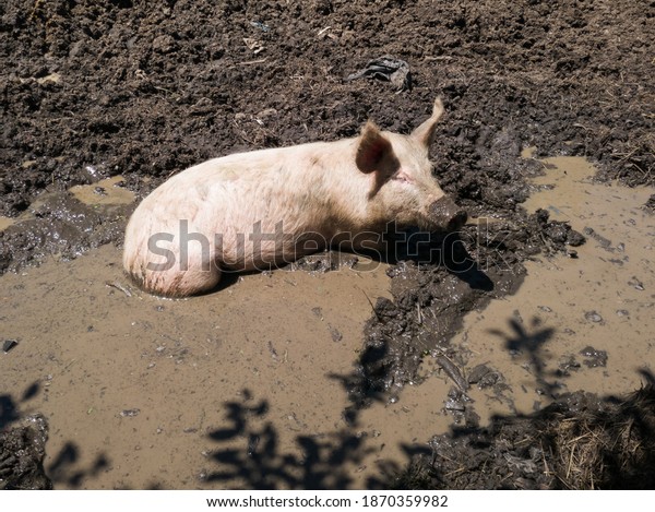 Muddy bath as animal welfare issue, one domestic pig\
with dirty snout resting in bilge, mud and murky water, hog or sow\
regulating his temperature in hot sunny summer day by wallowing in\
mud pit