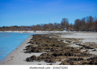 A muddy beach with clear water in the background of trees in Jurmala, Latvia