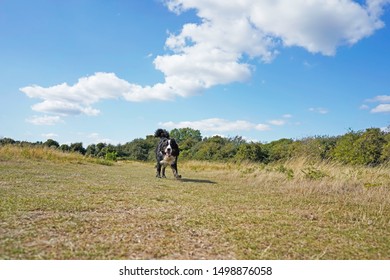 Muddy Bernese Mountain Dog Running In The Field 