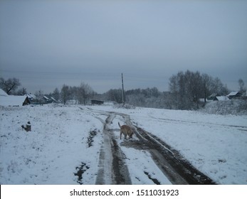 Muddy Dirt Road In An Old Abandoned Village On A Cloudy Winter Day. The Road Was Muddy And Impassable.Heavy Sleet Lies In The Gardens And On The Roofs Of Old Wooden Houses.The Dog Wanders On The Road.