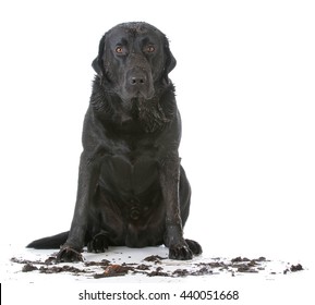 Muddy Dirty Dog Sitting On White Background