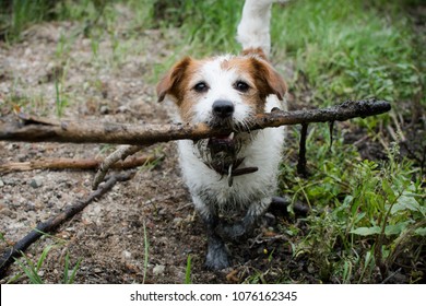 MUDDY DIRTY JACK RUSSELL DOG WITH A STICK IN MOUTH IN A MUD PUDDLE