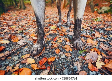 Muddy Dog In Autumn Nature. Dirty Paws Of The Labrador Retriever On The Footpath In The Forest. - Selective Focus