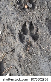 Muddy Dog Paw Print 