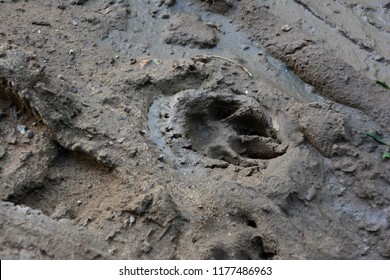 Muddy Dog Paw Print