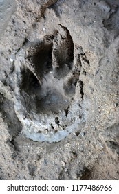 Muddy Dog Paw Print