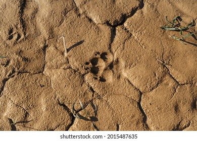 Muddy Dog Paw Print With Copy Space. Animal Footprints Background. Rainy Dirty Wet Weather Abstract Scenery. Traces Of Animals Outdoors Flat Lay, Top View.