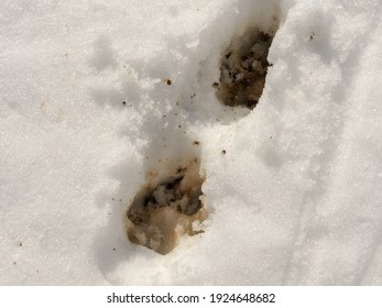 Muddy Dog Pawprints In The Fresh White Snow