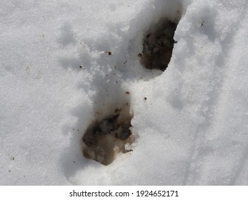 Muddy Dog Pawprints In The Fresh White Snow