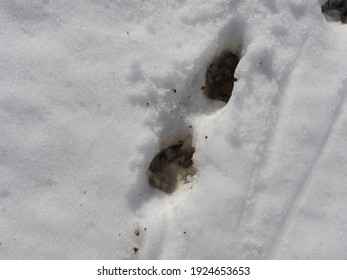 Muddy Dog Pawprints In The Fresh White Snow