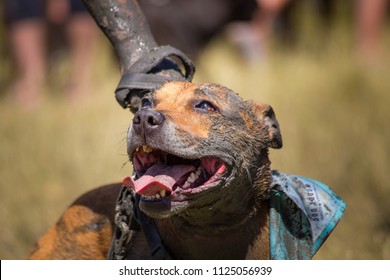 Muddy Dog Portrait With Muddy Hand Of Owner